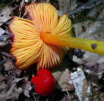 Hygrocybe cuspidata.